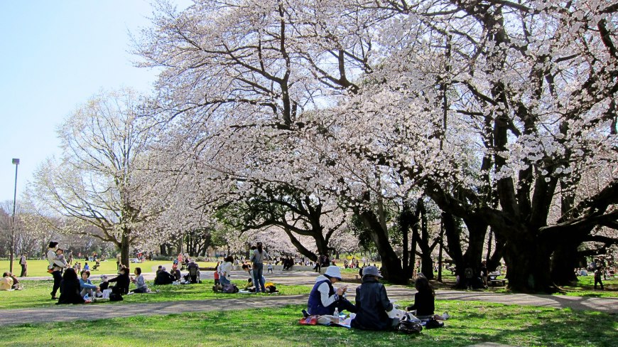 2023櫻花預測日本櫻花季開花時間表滿開日期預計整理文章首圖用賀公園內櫻花滿開