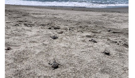 東京離島景點必去「小笠原群島」的小海龜回大海