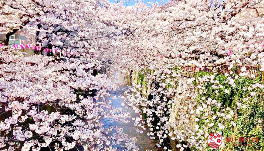 日本櫻花開花（桜が咲く）示意圖