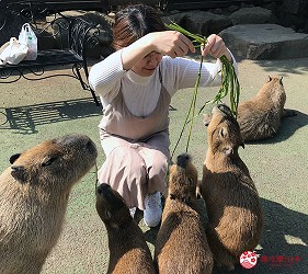 日本靜岡伊豆熱海兩日遊推薦景點「伊豆仙人掌動物公園」的水豚與人玩耍之一