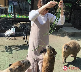日本靜岡伊豆熱海兩日遊推薦景點「伊豆仙人掌動物公園」的水豚與人玩耍之二