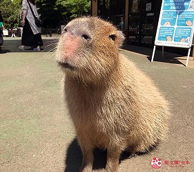 日本靜岡伊豆熱海兩日遊推薦景點「伊豆仙人掌動物公園」的水豚