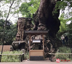 日本靜岡伊豆熱海兩日遊推薦景點「來宮神社」內景色三