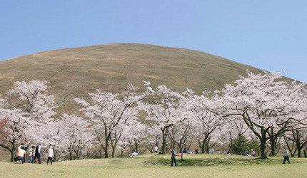 日本中部櫻花推薦靜岡伊豆高原櫻花之里
