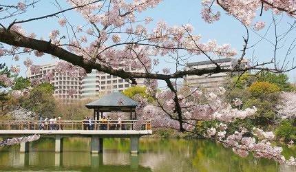 日本中部櫻花推薦愛知鶴舞公園