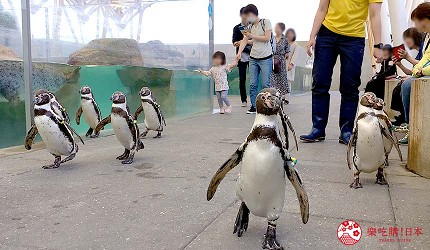 城崎日和山溫泉旅館「金波樓」的周邊景點「城崎 MARINE WORLD」裡的企鵝散步