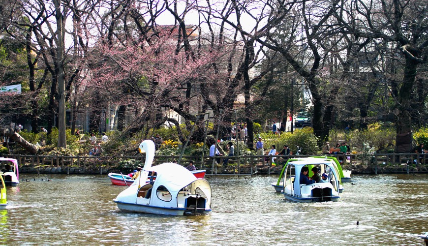 吉祥寺井之頭公園日本東京自助自由行旅遊推薦行程必訪櫻花季天鵝船肉餅佐藤satou鯛魚燒