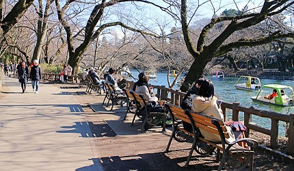 吉祥寺井之頭公園日本東京自助自由行旅遊推薦行程必訪櫻花季天鵝船