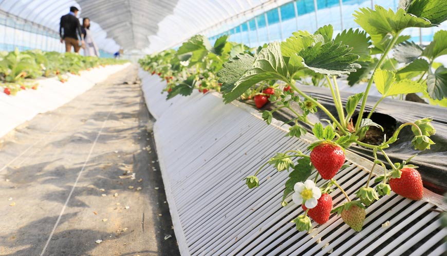 北海道札幌定山溪溫泉採水果體驗