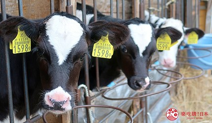 北海道賞花推薦惠庭むらかみ牧場擠牛奶體驗