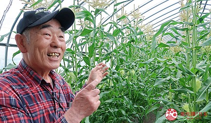 北海道賞花推薦惠庭摘玉米體驗