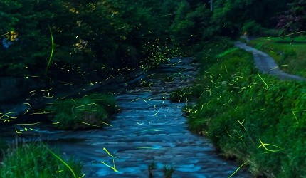 日本關東栃木縣那須市旅遊必去景點推薦那須OutbackTours夜晚在溪水旁發光的螢火蟲