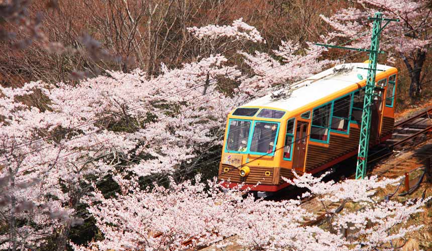 櫻花季搭乘妙見森林鐵道小火車，兩旁皆是櫻花