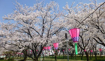 日本富山魚津市可以看到的櫻花的魚津總合公園