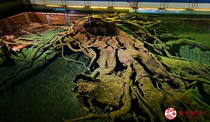 日本富山縣魚津市內可以看到的神秘埋沒林木