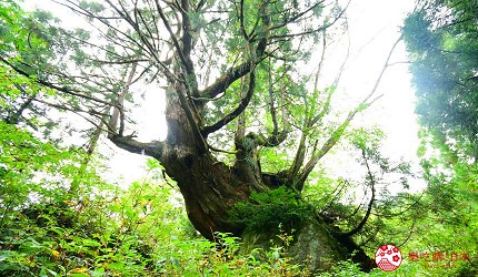 日本富山縣魚津市內的洞杉巨樹形態獨特