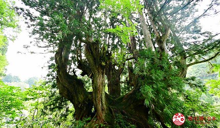 日本富山縣魚津市內的洞杉巨樹氣場強大