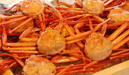 日本富山縣魚津市才吃得到的紅楚蟹