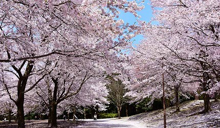 山陽山陰鳥取自由行春天賞櫻人氣景點日本最大級花卉主題公園鳥取花迴廊粉色櫻花樹林