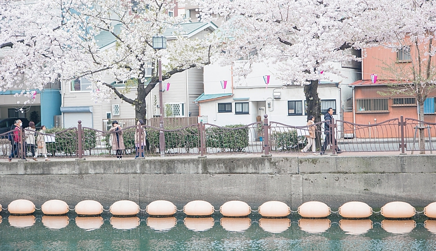 大岡川櫻花