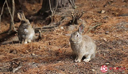 廣島景點推薦竹原市大久野島上的兔子
