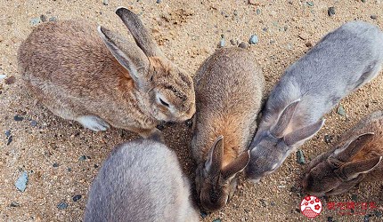 廣島竹原市景點推薦大久野島兔子島上的兔子