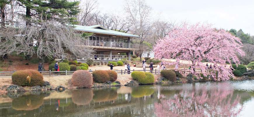 「新宿御苑」四季皆美，是新宿的後花園
