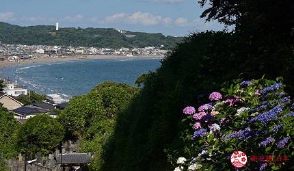 東京梅雨季紫陽花繡球花賞花鎌倉江之島箱根埼玉