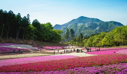 羊山公園_示意圖