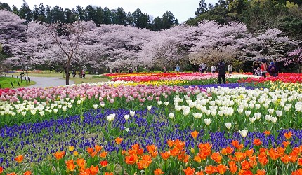 靜岡自由行景點推薦濱松市濱松花卉公園的櫻花及鬱金香庭園