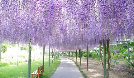 靜岡自由行景點推薦濱松市濱松花卉公園的紫藤花步道