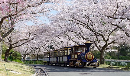 靜岡自由行景點推薦濱松市濱松花卉公園的賞花列車