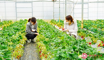 靜岡自由行濱松美食採草莓體驗章姬草莓