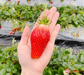 靜岡自由行濱松美食採草莓體驗章姬草莓