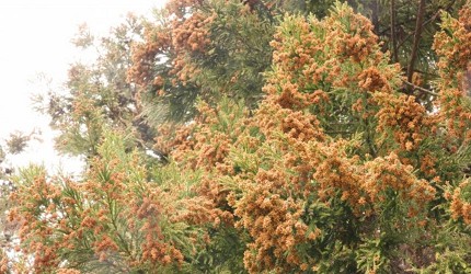 花粉鼻子過敏推薦鼻敏感推介的日本保濕衛生紙巾廁紙杉樹花粉