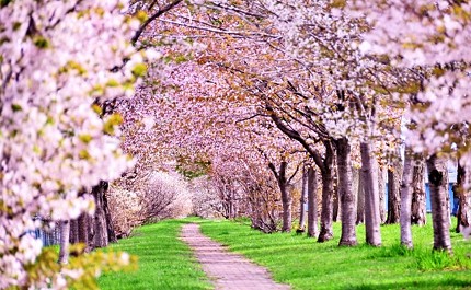 春天到日本自由行必去必做的事情是賞櫻花必吃草莓甜點必買春季限定品牌藥妝推薦櫻花景點行程旅遊2月3月4月5月
