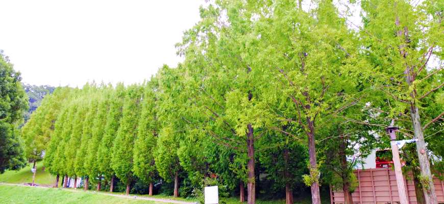 東京親子景點推薦龍貓森林嚕嚕米公園散步