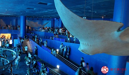 沖繩必去景點推薦「美麗海水族館」裡的黑潮之海區域的魟魚標本