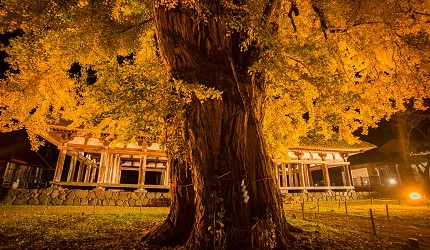 東北福島會津喜多方市新宮熊野神社內已有800年樹齡的銀杏樹