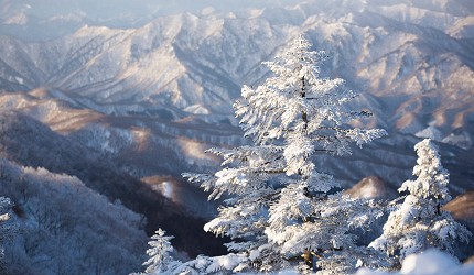 日本東北福島會津高原的Takatsue滑雪場內每逢冬天都可以看到的樹冰