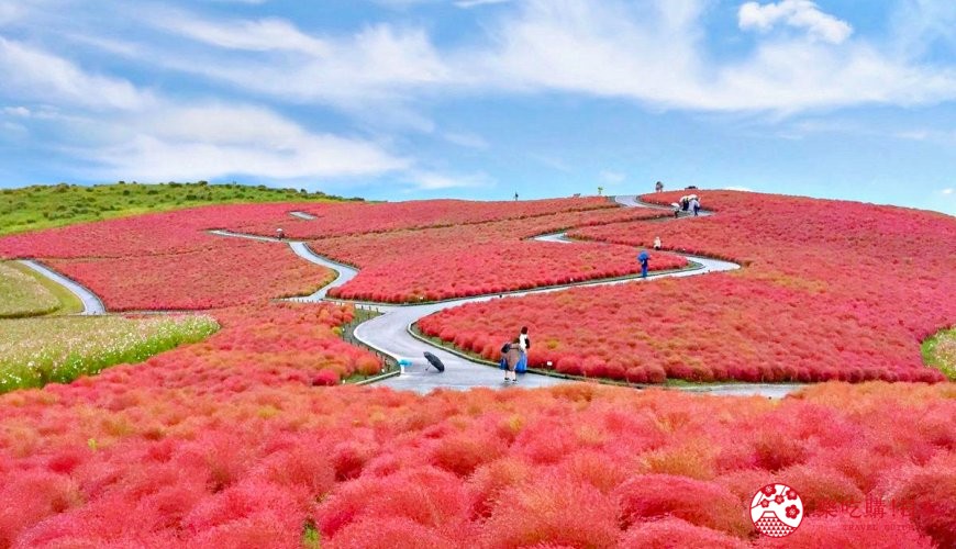 日本地名讀音文章介紹之茨城常陸海濱公園的掃帚草形象圖