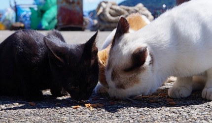 日本貓狗兔仔狐狸天鵝動物島的有名的貓島滋賀沖島已禁止餵貓