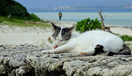 日本貓狗兔仔狐狸天鵝動物島的貓島沖繩竹富島上到處可見懶洋洋的貓