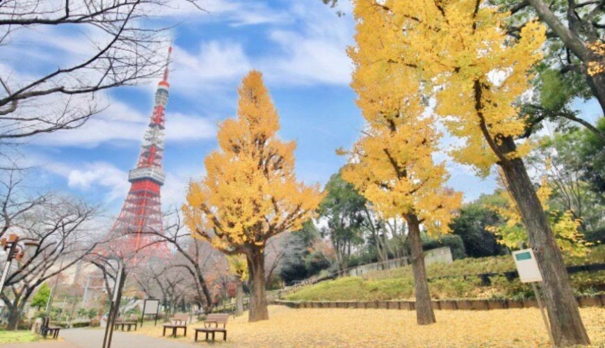 日本東京鐵塔附近的銀杏樹