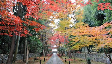日本的必睇的秋季紅葉景色