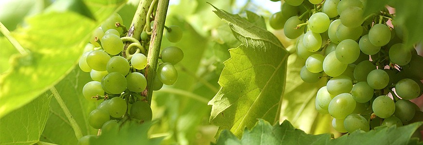日本有名的提子葡萄