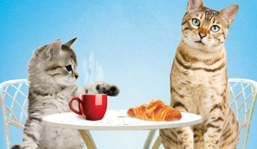 貓貓在喝咖啡吃牛角飽的照片