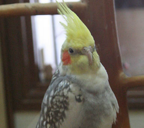 小鳥雀鳥cafeとりみカフェ的黃毛頭雀