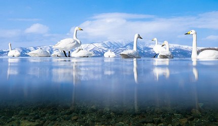 日本貓狗兔仔狐狸天鵝動物島的屈斜路湖聚集了大量天鵝