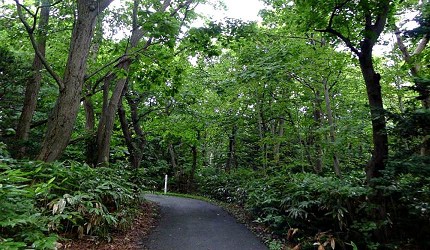 日本貓狗兔仔狐狸天鵝動物島的燒尻島上有3分之1的面積是原始森林